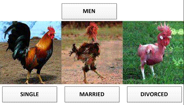 rooster: single, married, divorced